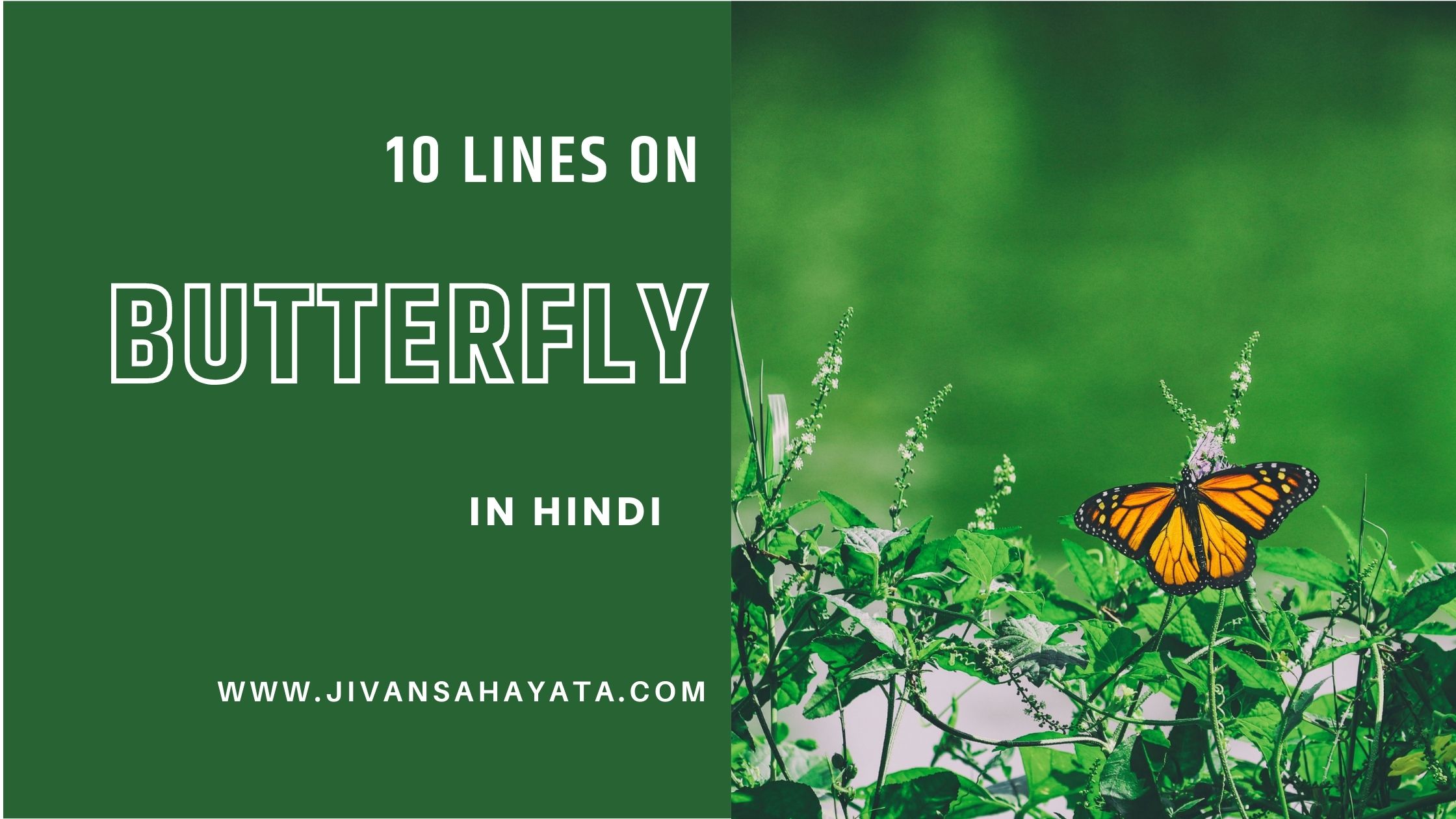 10 Lines on Butterfly in Hindi । तितली पर 10 लाइन निबंध
