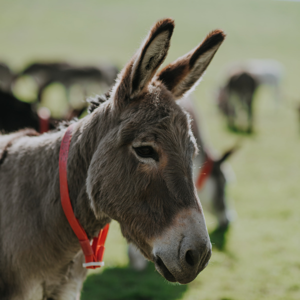 गधे के बारे में 50+ रोचक जानकारी : Facts About Donkey in Hindi