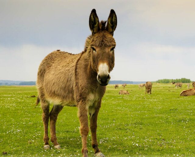 गधे के बारे में 50+ रोचक जानकारी : Facts About Donkey in Hindi