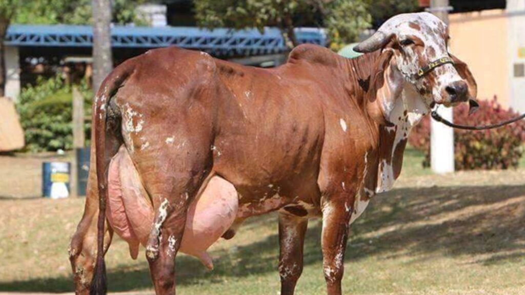 गाय के बारे में रोचक जानकारी – Amazing facts about of Cow
