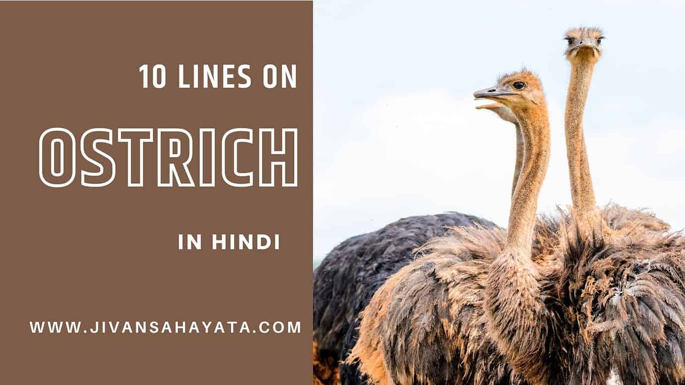 10 Lines on Ostrich in Hindi | शुतुरमुर्ग पर 10 लाइन निबंध
