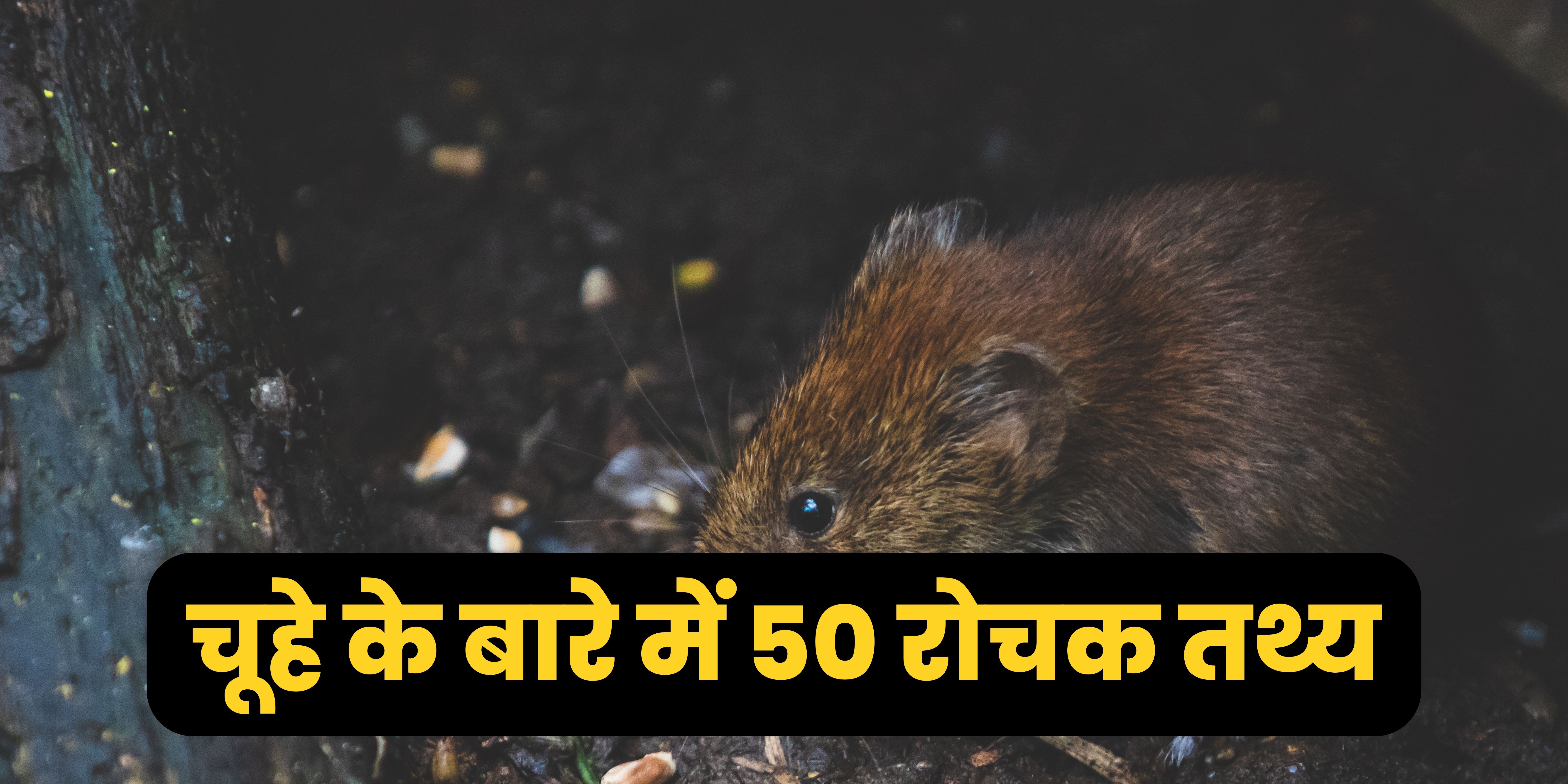 चूहे के बारे में 50 रोचक तथ्य