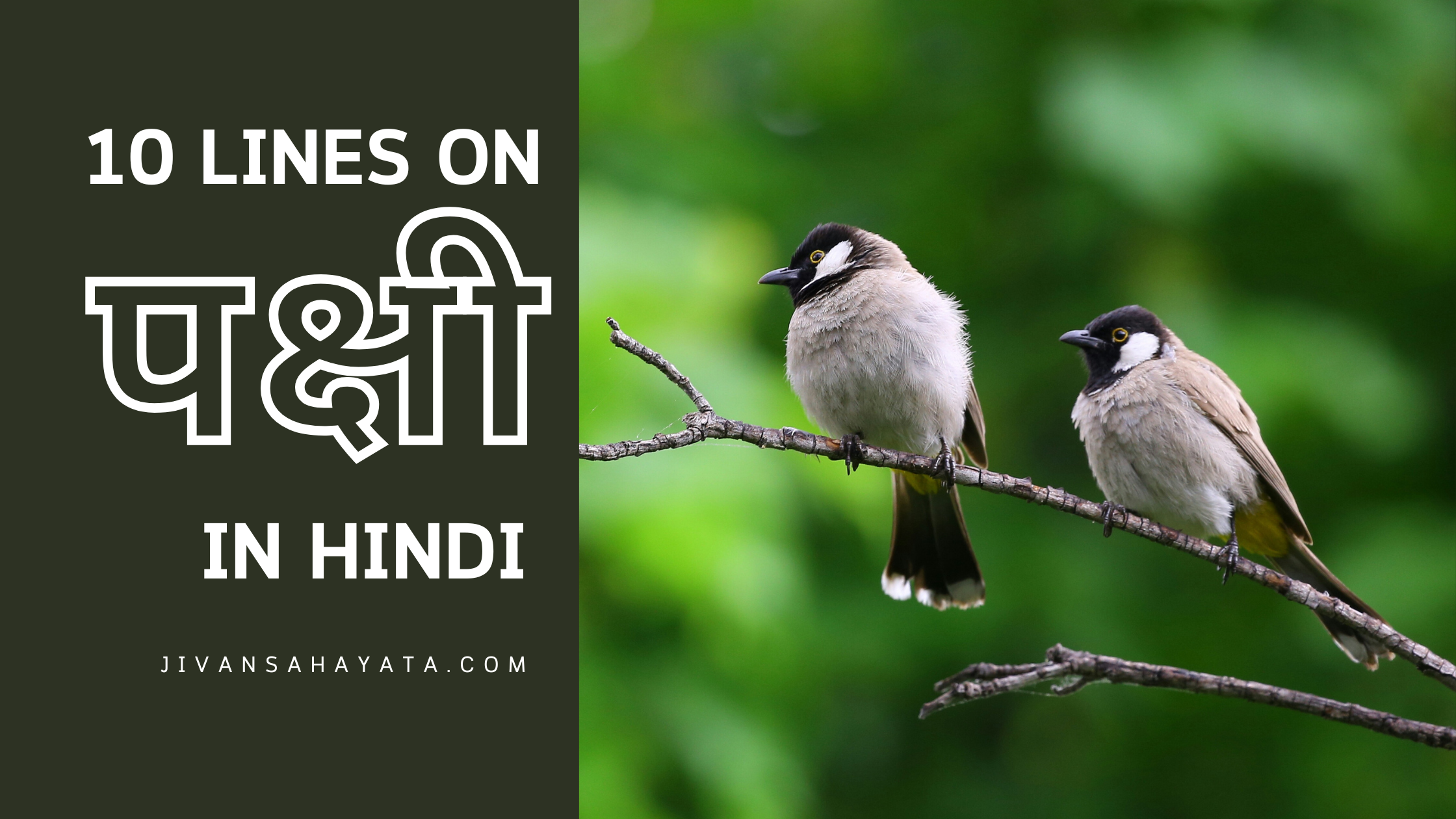 पक्षी पर 10 वाक्य (10 Lines on bird in hindi)