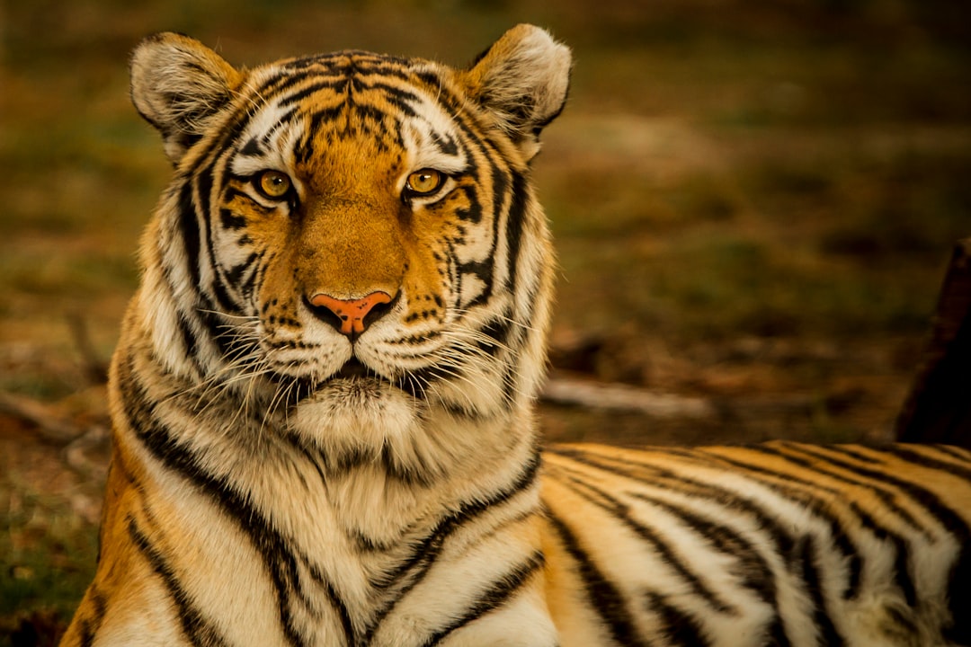 10 Lines on Wild Animals in Hindi