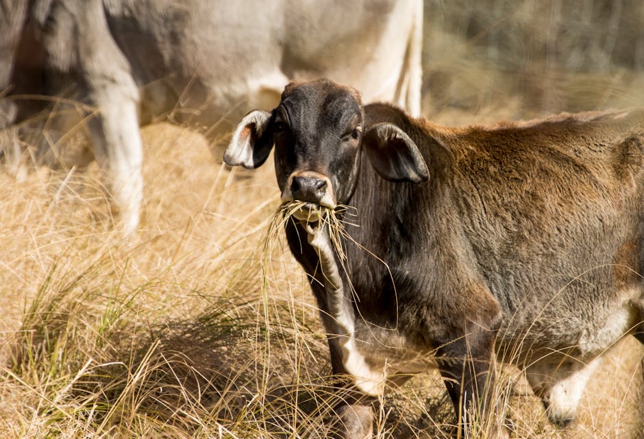 10 Lines on Domestic Animals in Hindi