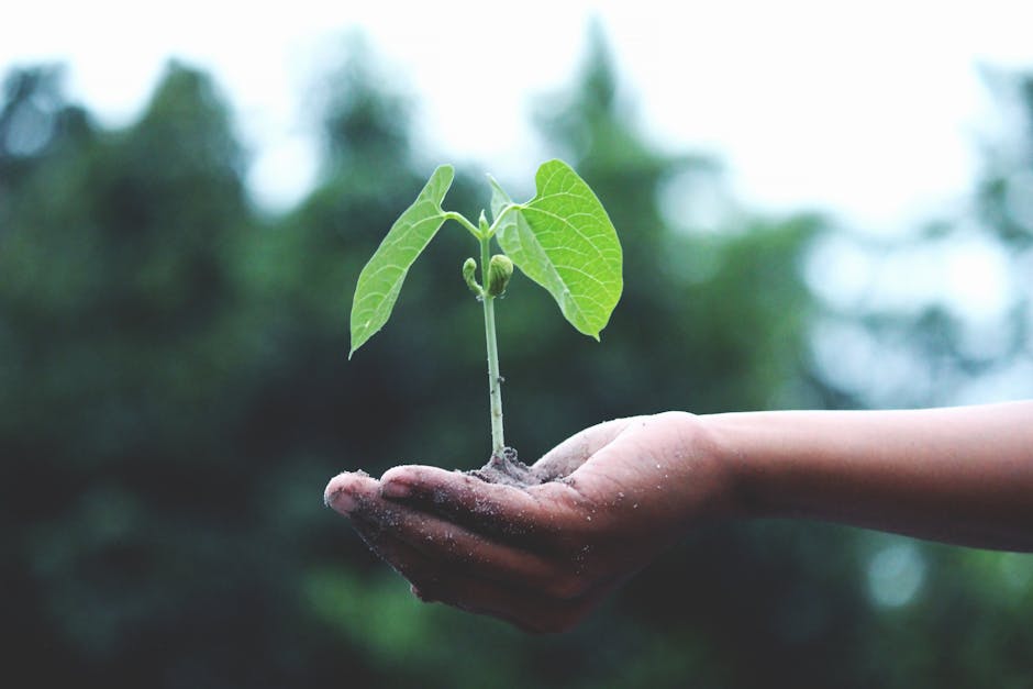 10 Lines on Importance of Trees in Our Life in Hindi