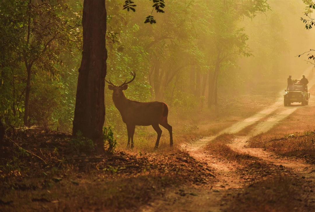 10 Lines on My Favourite National Park/Wildlife Sanctuary in Hindi