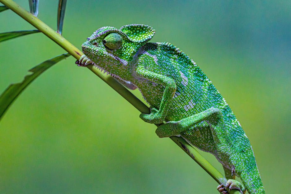10 Lines on Food Chain in Hindi