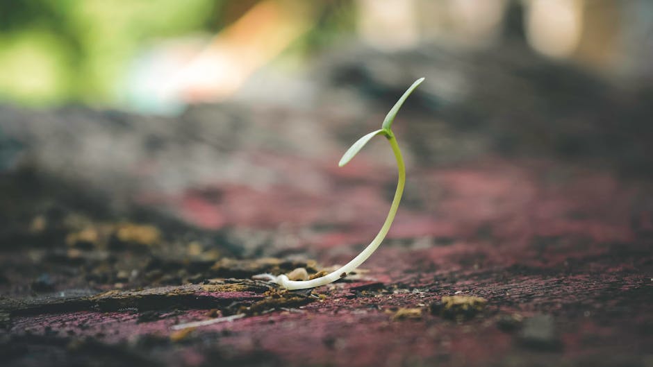 10 Lines on Planting Trees in Hindi