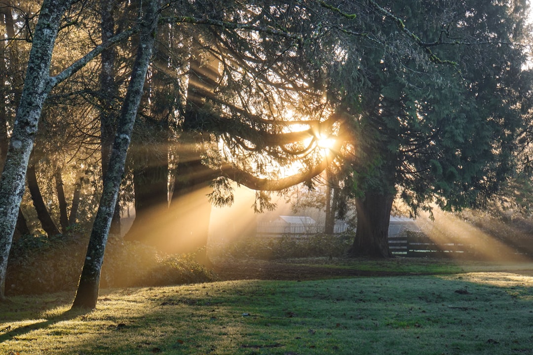 10 Lines on Photosynthesis in Hindi