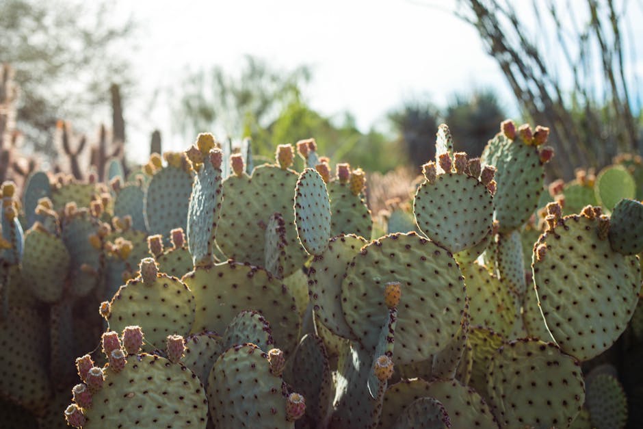 10 Lines on Importance of Sunlight for Plants in Hindi