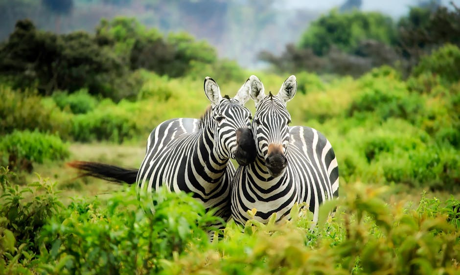 10 Lines on Wildlife Protection in Hindi